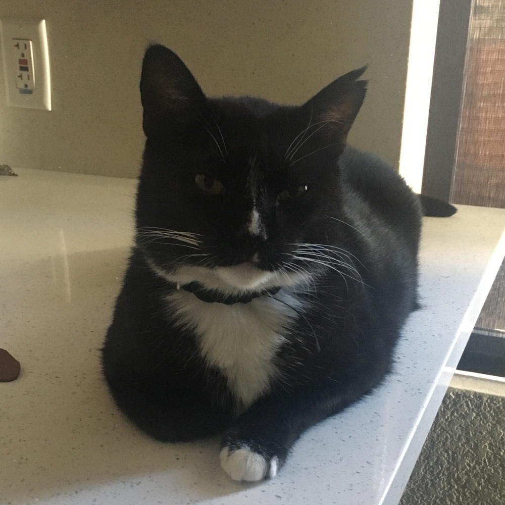 Meet your Posher, Joe